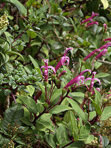 Centropogon talamancensis (Scott Zona) 001.jpg