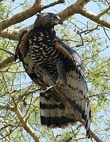 Crowned eagle (African crowned eagle, crowned hawk-eagle) Stephanoaetus coronatus, at Ndumo Nature Reserve, KwaZulu-Natal, South Africa (28842574882).jpg