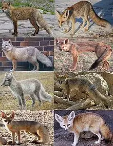 Genus vulpes.jpg