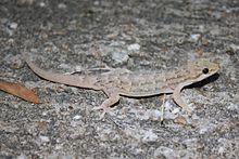 Hemidactylus bowringii.jpg