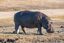 Hipopótamo (Hippopotamus amphibius), parque nacional de Chobe, Botsuana, 2018-07-28, DD 82.jpg