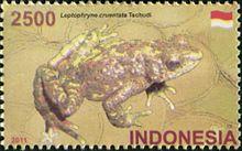 Leptophryne cruentata 2011 stamp of Indonesia.jpg