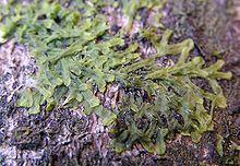 Metzgeria furcata 2005.04.02 15.29.56-p4020023.jpg