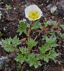Ranunculus glacialis Kilpisjarvi 2012-07a.jpg