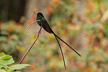 Red-billed streamertail( Trochilus polytmus) adult male 2.jpg