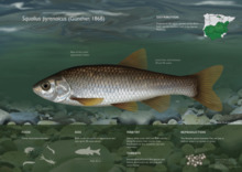 Squalius pyrenaicus (inglés).png