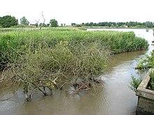 The western edge of Hardley Flood - geograph.org.uk - 1363085.jpg