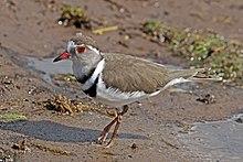 Three-banded plover (Charadrius tricollaris).jpg