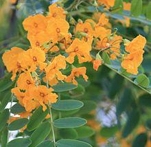 Tipuana tipu Flowerts 2.jpg