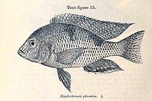 Trematocranus placodon.jpg