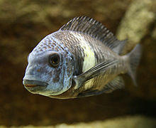 Tropheus duboisi Schoenbrunn2008.jpg
