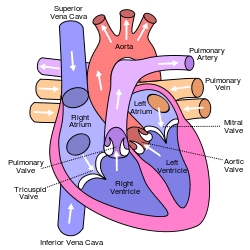 Diagram of the human heart (cropped).svg