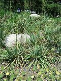 Yucca glauca soapweed MN 2007.JPG