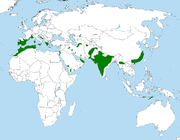 Hieraaetus fasciatus area.PNG
