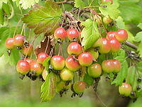 Malus florentina0.jpg