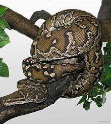 Angolan Dwarf Python (Python anchietae).jpg