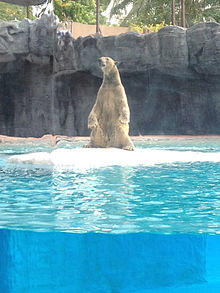 Inuka the Polar Bear.JPG