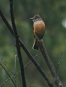 Myiotheretes striaticollis -Ecuador-6.jpg