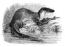 Potamogale chaillu.jpg
