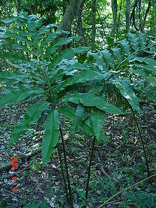 Stangeria eriopus001.jpg