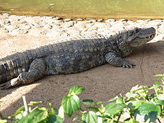 Jacare de papo amarelo zoo.jpg