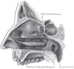 Recessussphenoethmoidalis.PNG