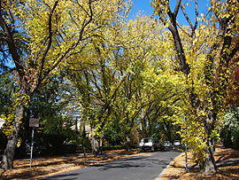 Grant Crescent Griffith ACT April 2013.jpg