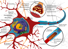 Complete neuron cell diagram en.svg