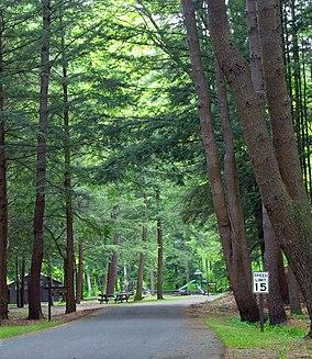 SSP Hall of Conifers.jpg