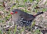 Red-eared firetail.jpg