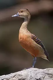 Dendrocygna javanica - Chiang Mai.jpg