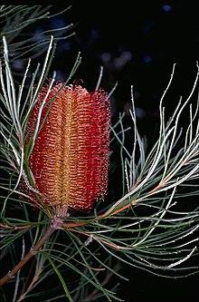 Banksia occidentalis.jpg