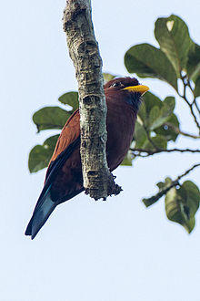 Blue-throated Roller from Canopy Walkway - Kakum NP - Ghana 14 S4E1636 (16011512580).jpg