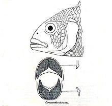Corematodus shiranus.jpg