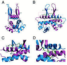 FisK36Ehomodimerstructure.jpg