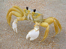 FloridaGhostCrab.jpg