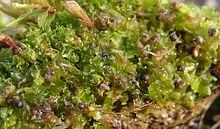 Fossombronia spec.170208b.jpg