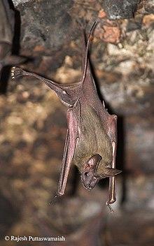 The image is a drawing of a bat