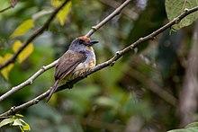 Nonnula ruficapilla 112030246.jpg