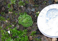 Sphaerocarpos 01.jpg