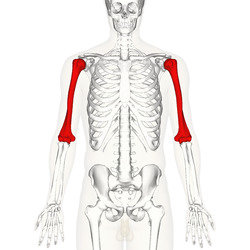 Humerus - anterior view.png