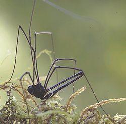 Pantopsalis listeri - ZooKeys-263-059-g003-B.jpeg