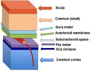 Brain layers.jpg