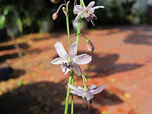 Arthropodium milleflorum.jpg