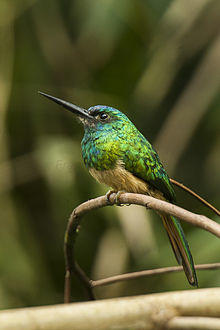 Bluish-fronted Jacamar - Manu NP 8499.jpg