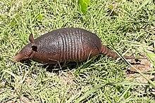 Dasypus septemcinctus hybridus (also named Dasypus hybridus), at Valizas, Uruguay.jpg