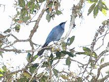 Dwarf Jay (Cyanolyca nana).jpg