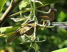 Giant Forest Honeyeater DeVoeux.JPG