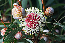 Hakea laurina Tas.jpg