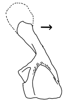 Hynerpeton medial shoulder.png